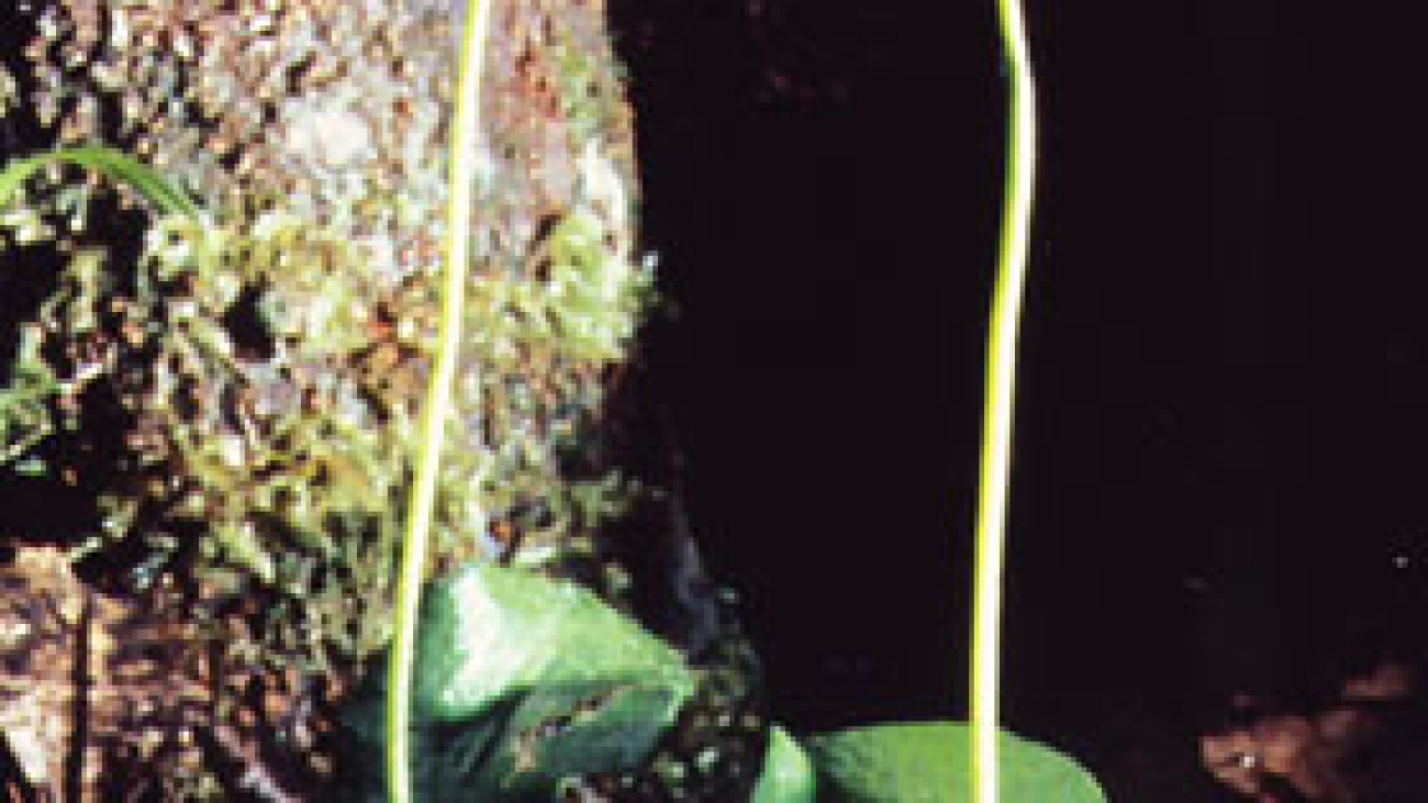 ophioglossum_petiolatum