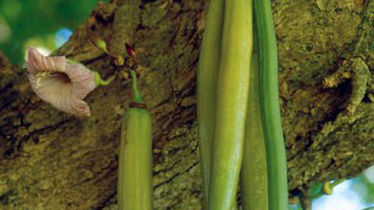 parmentiera cereifera