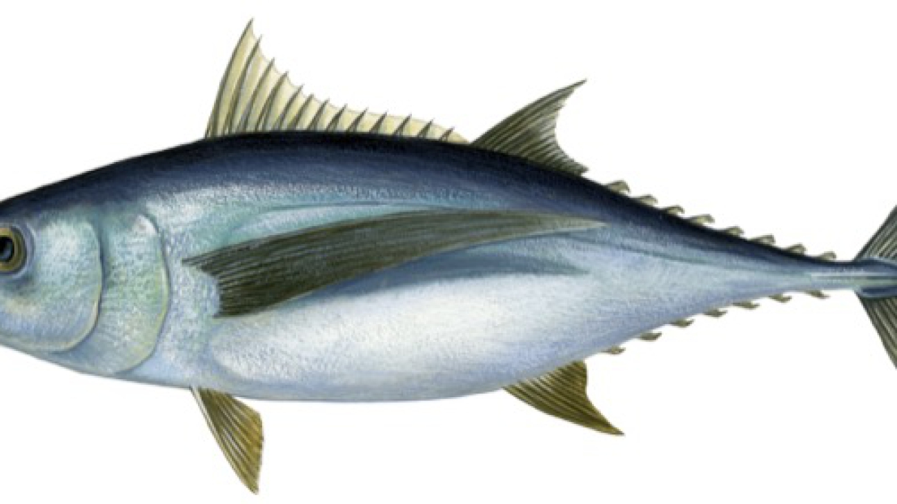 thunnus_alalunga.jpg.xhtml