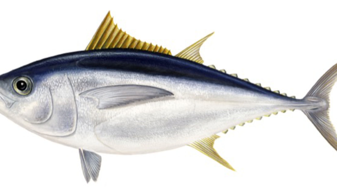 thunnus_obesus.jpg.xhtml