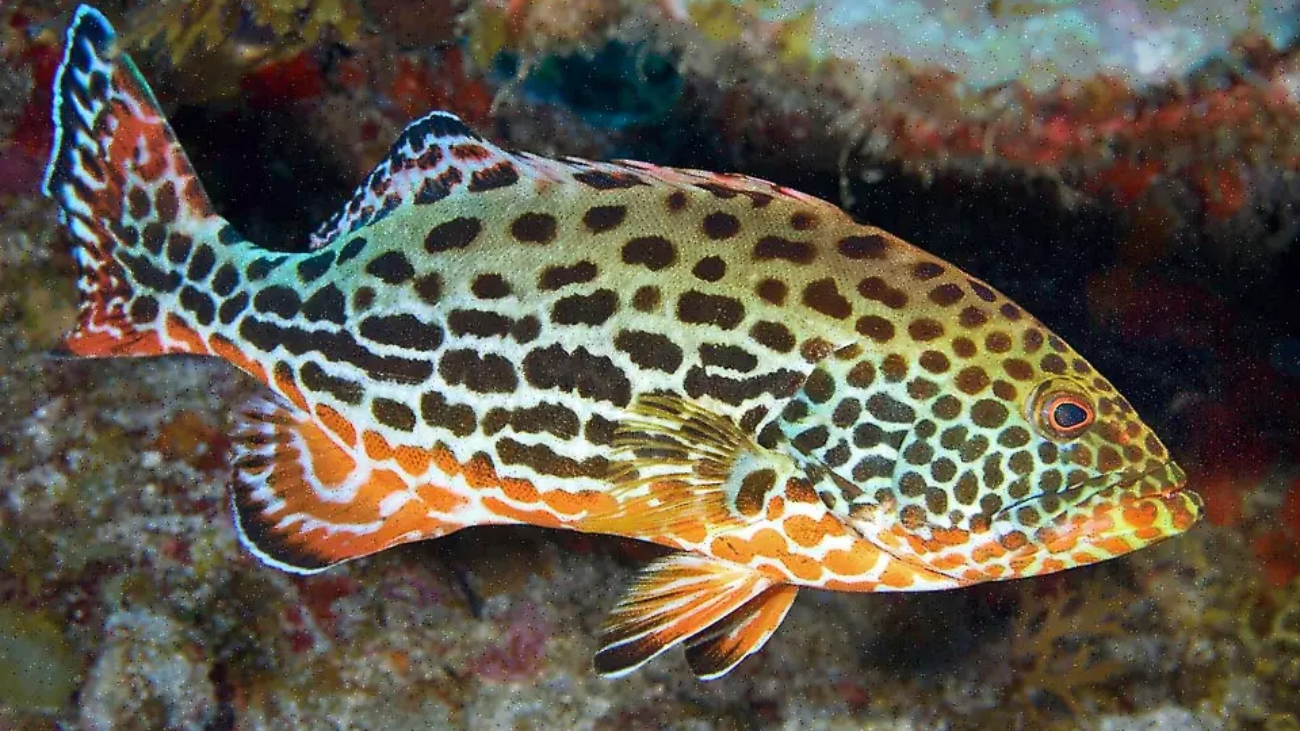 6-Mycteroperca-venenosa-©-Allison-Carlos-Estape