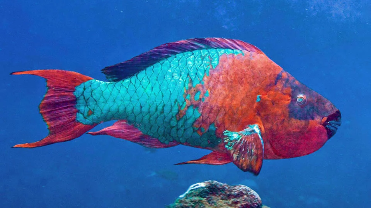 9-Scarus-guacamaia-©-Allison-Carlos-Estape