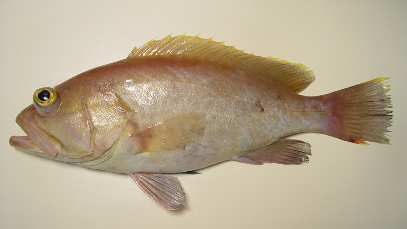 Epinephelus_flavolimbatus3