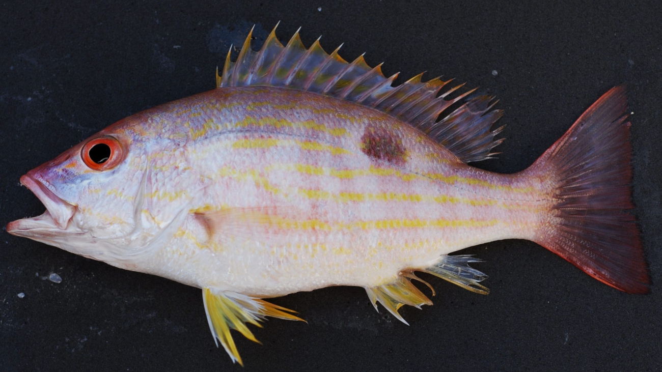 Lutjanus_synagris