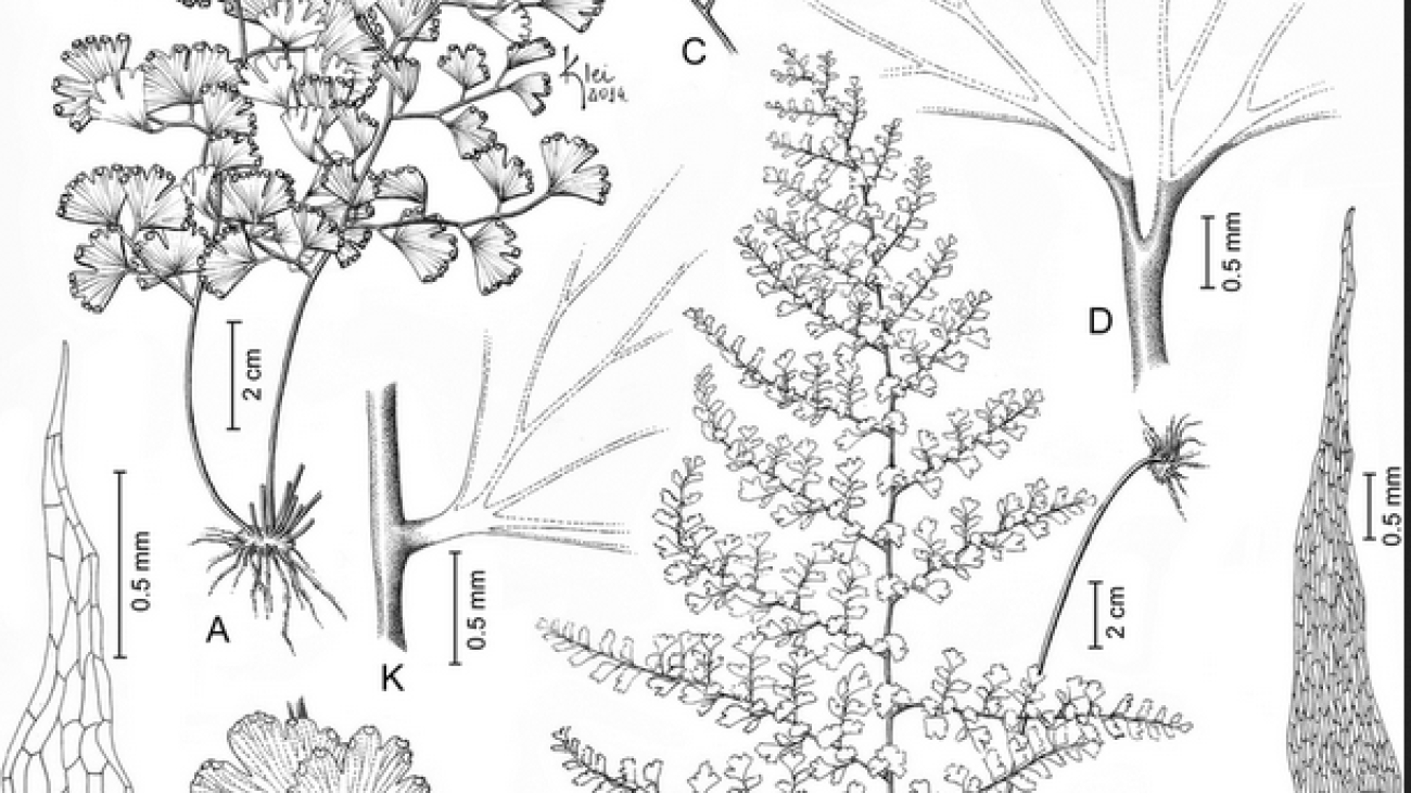 Screenshot 2025-01-20 at 14-29-47 Adiantum-alan-smithii-a-habit-B-rhizome-scale-C-sterile-pinnule-d-detail-of.ppm (Imagen PNG 850 × 1097 píxeles) - Escalado (71 %)