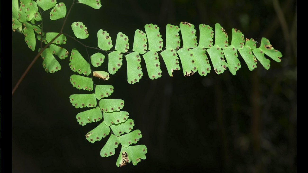 Screenshot 2025-01-20 at 15-25-26 Fotos de Adiantum patens · iNaturalist Ecuador