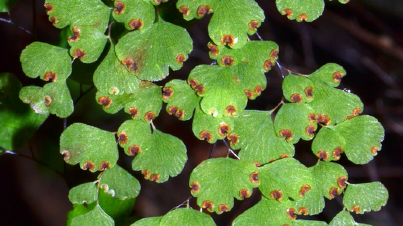 Adiantum raddianum C.