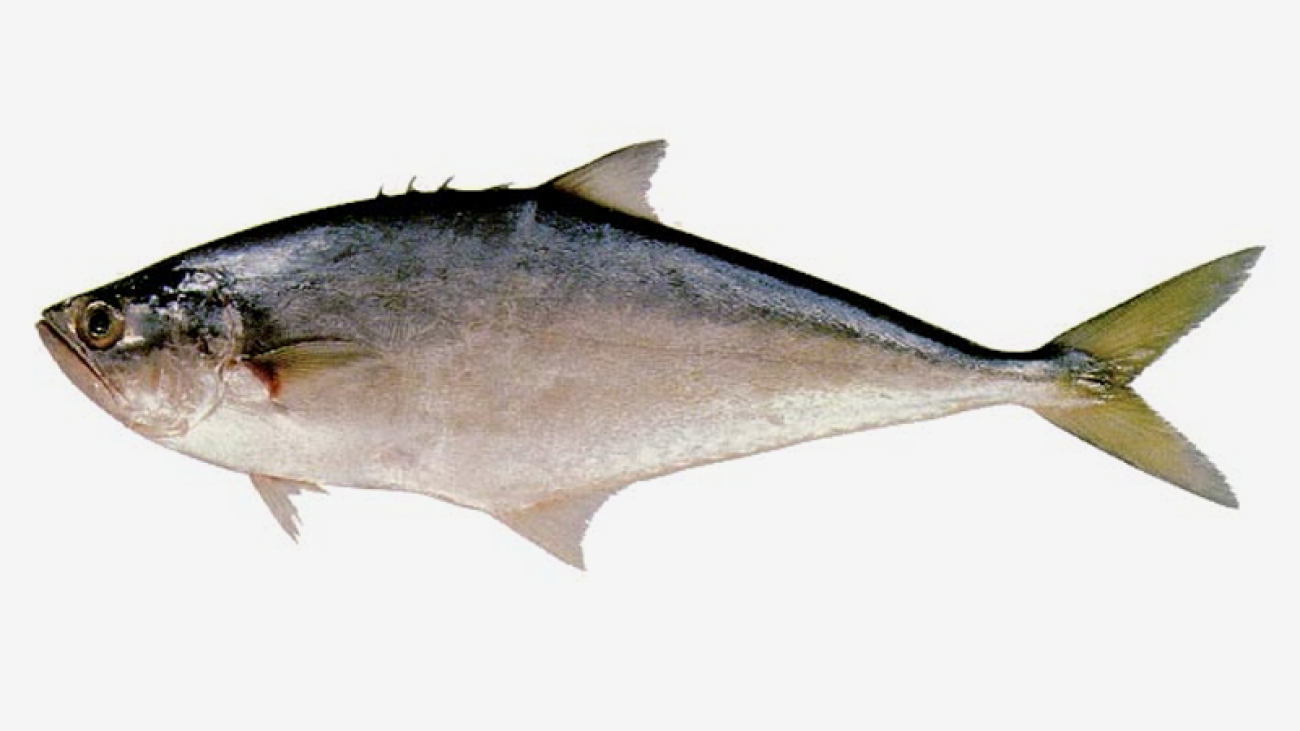sardina-piña3