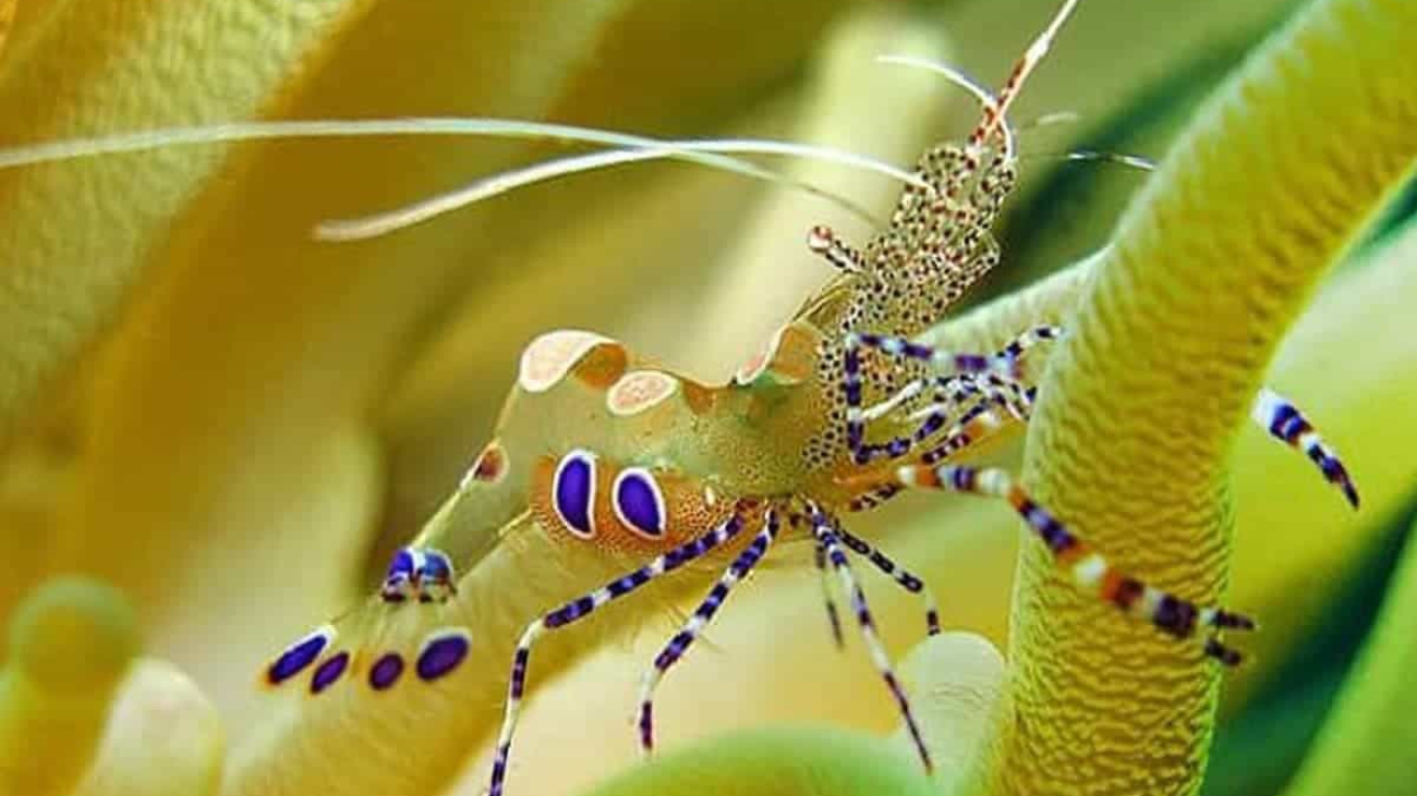 Fuente: Aquarium breeder