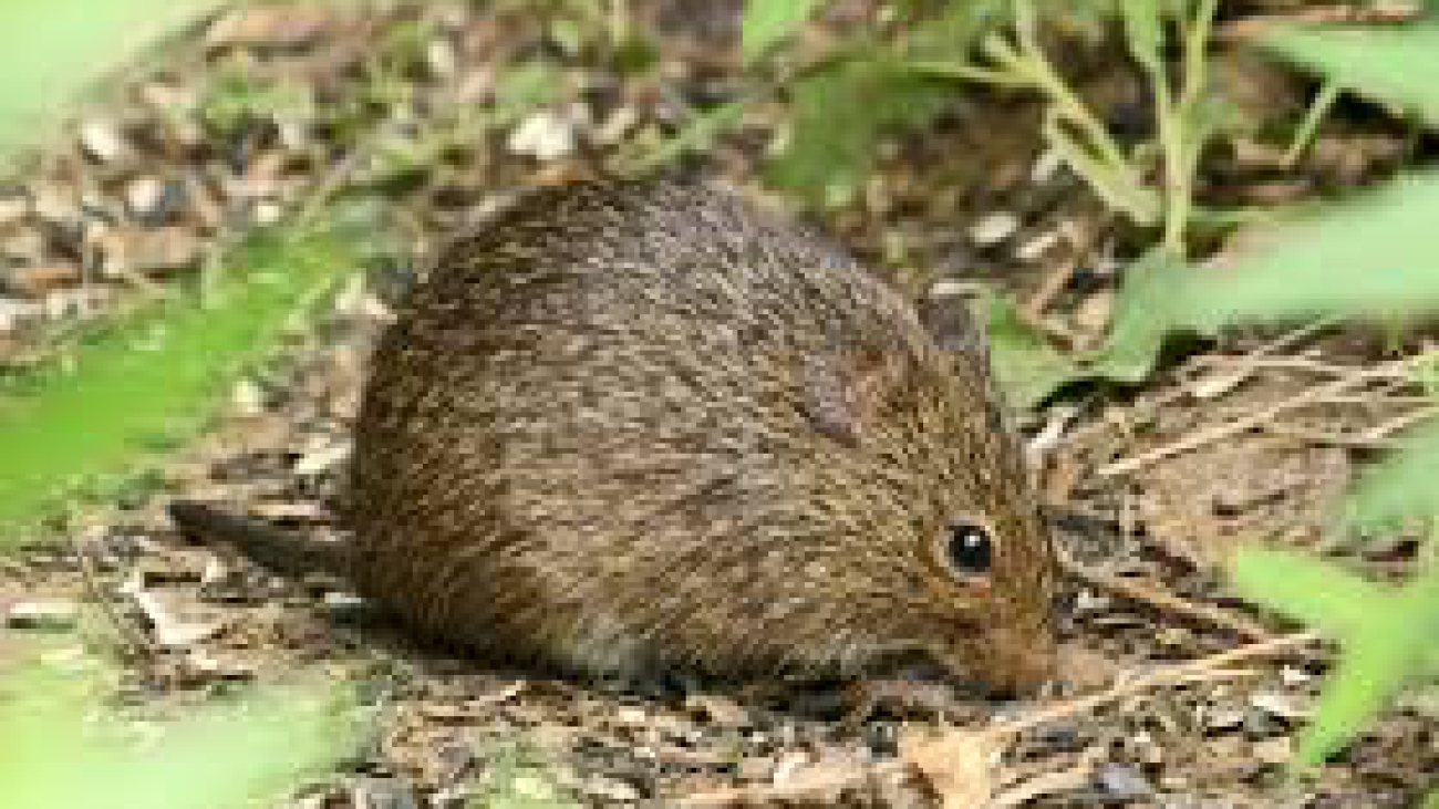 Sigmodon alstoni Naturalista Colombiaimages