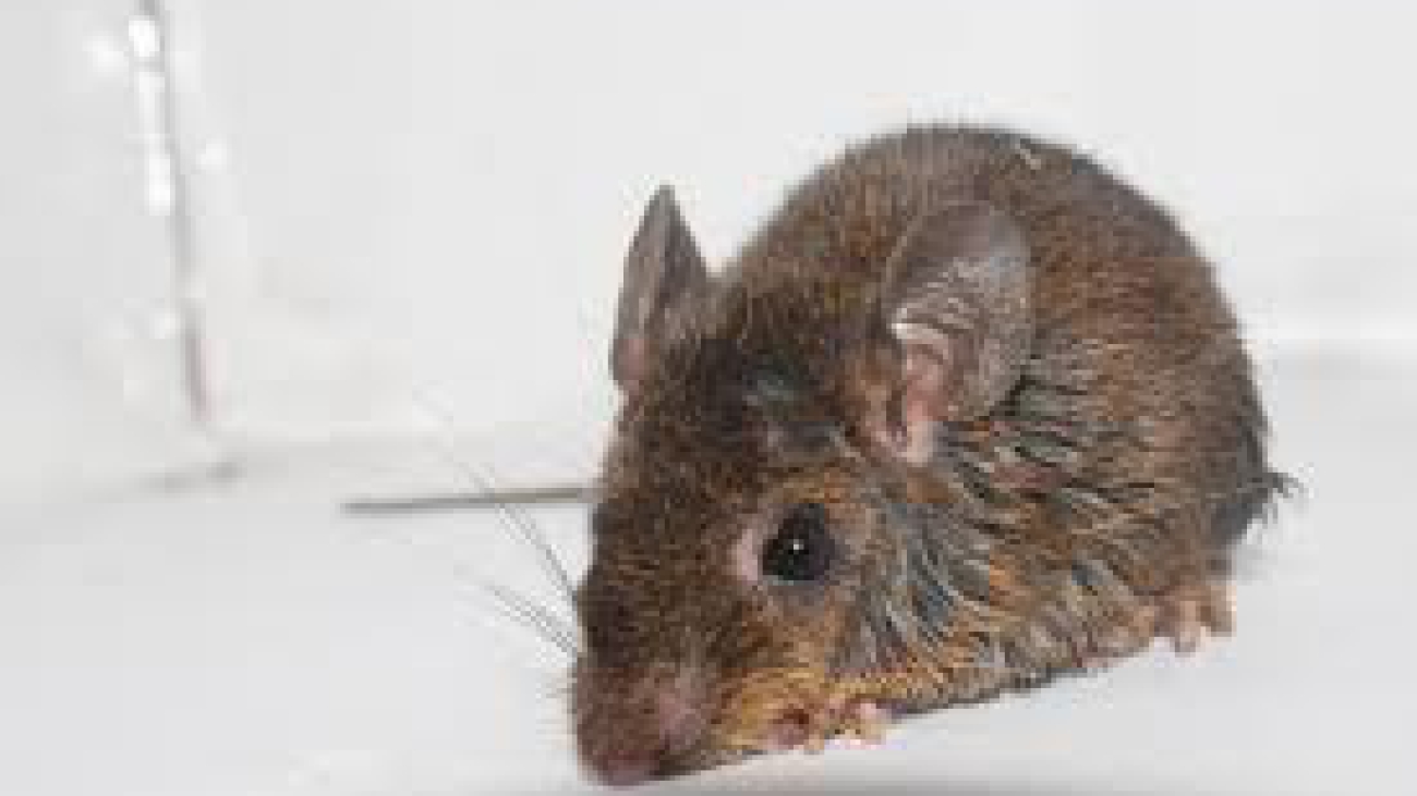 Sigmodontomys alfari images Naturalist Ecuador