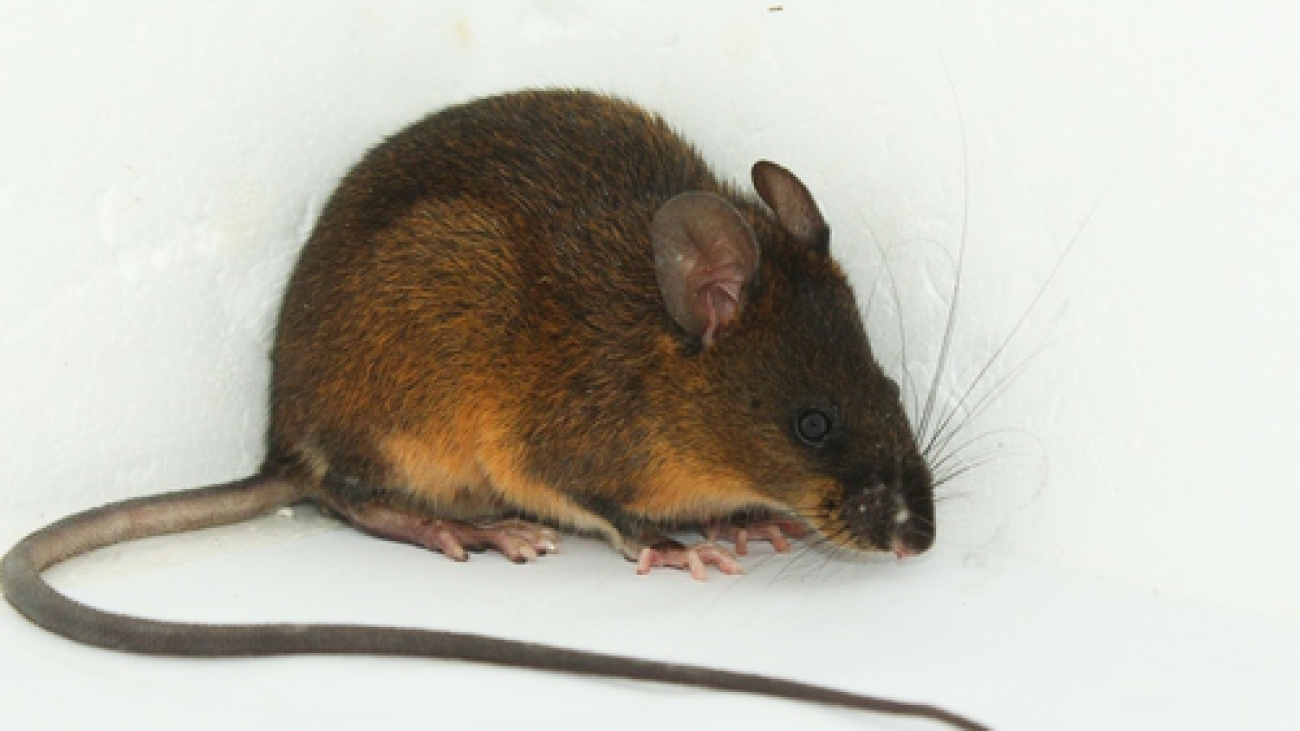 caracol rice rat (Nephelomys caracolus) · iNaturalist medium