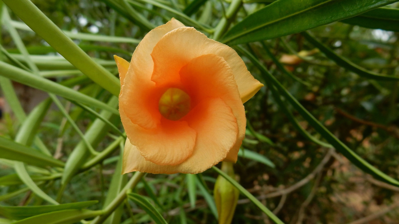 POWO-Royal Botanic Gardens