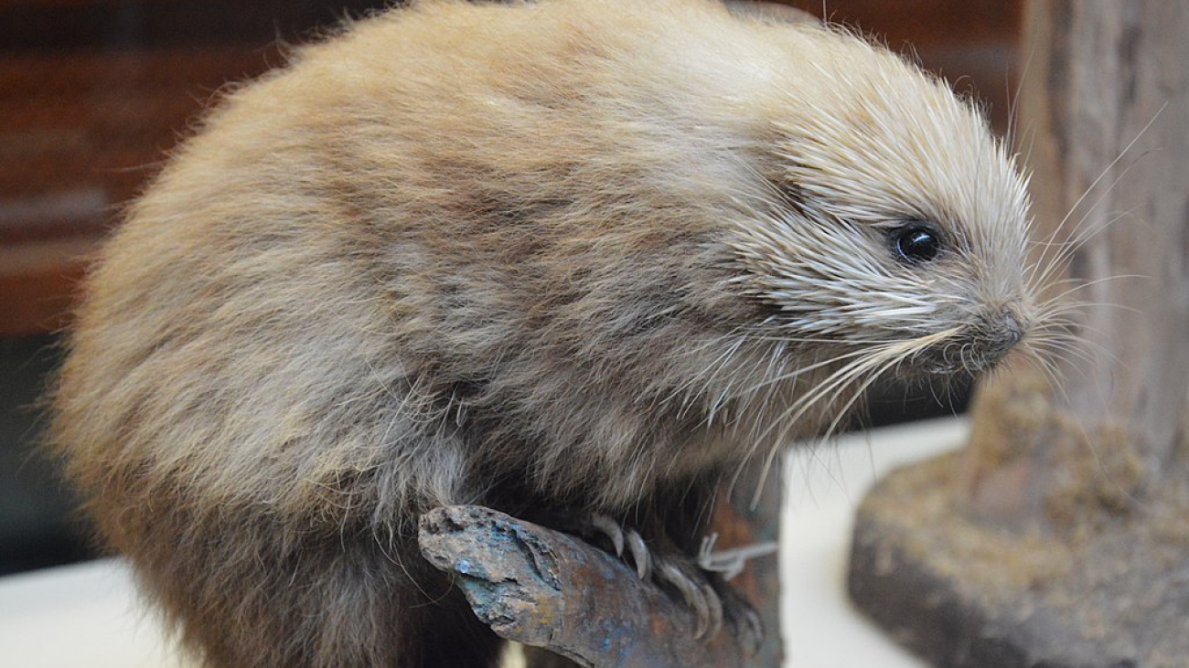 1024px-Brown_hairy_dwarf_porcupine_-_Coendou_vestitus_(02)_-_NHMI