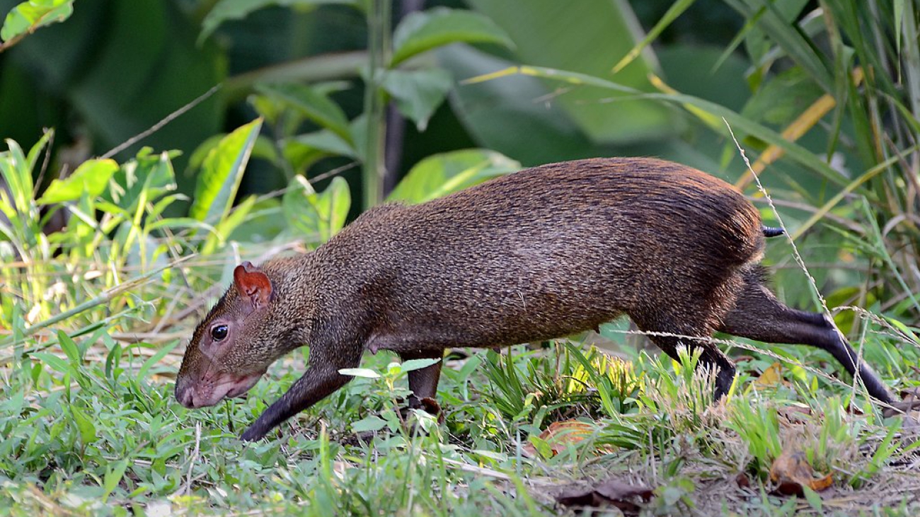 1024px-Dasyprocta_punctata_(Gamboa,_Panama)