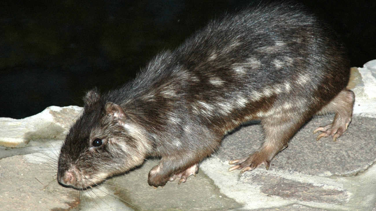 434253.jpg Paca de Montaña