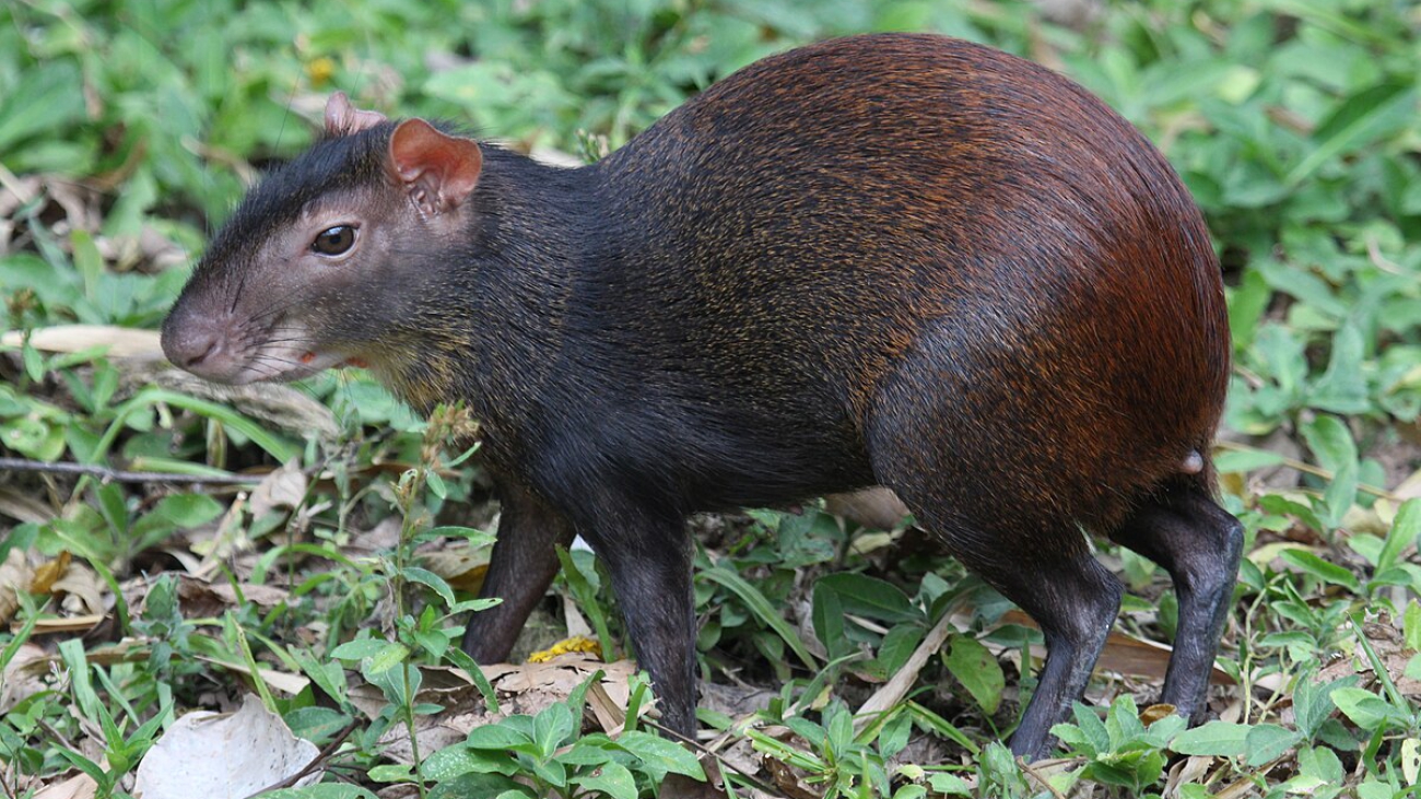 Agutí brasilero Red-rumped_Agouti_(17380318590)