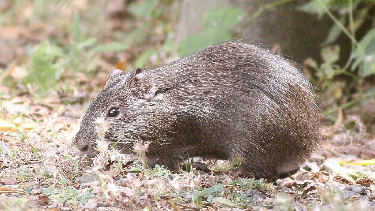 Cavia_aperea_113365179