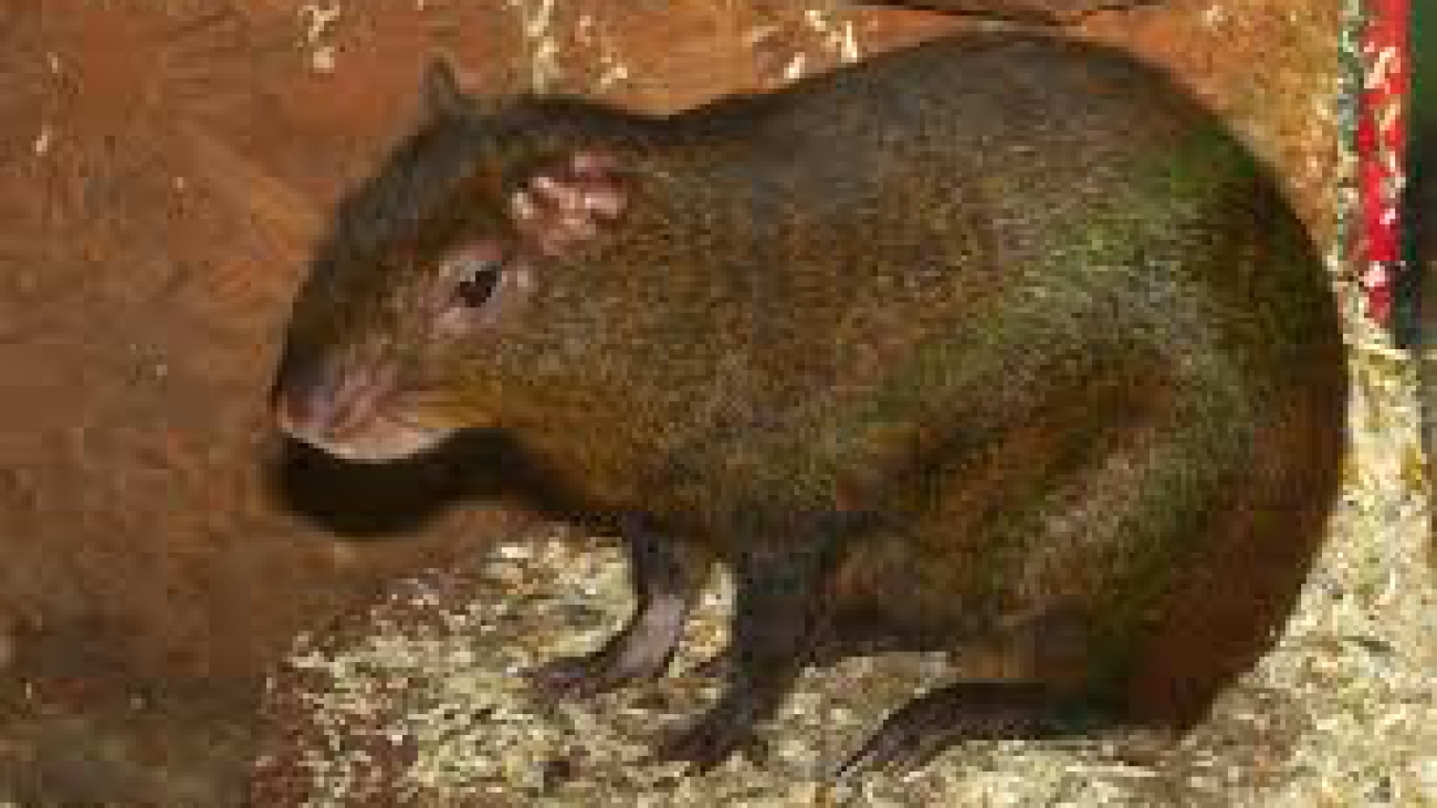 DASYPROCTA GUAMARA images