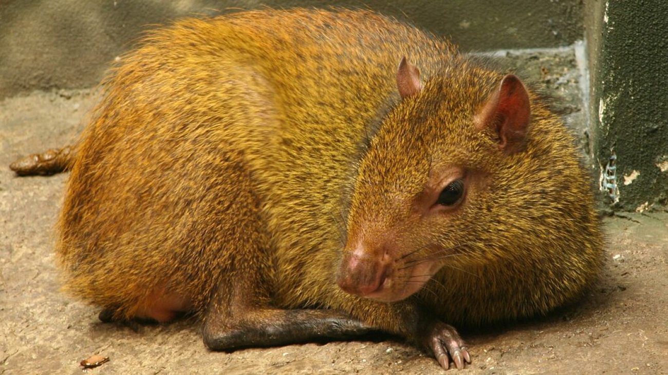 Dasyprocta_leporina_-_Buffalo_Zoo