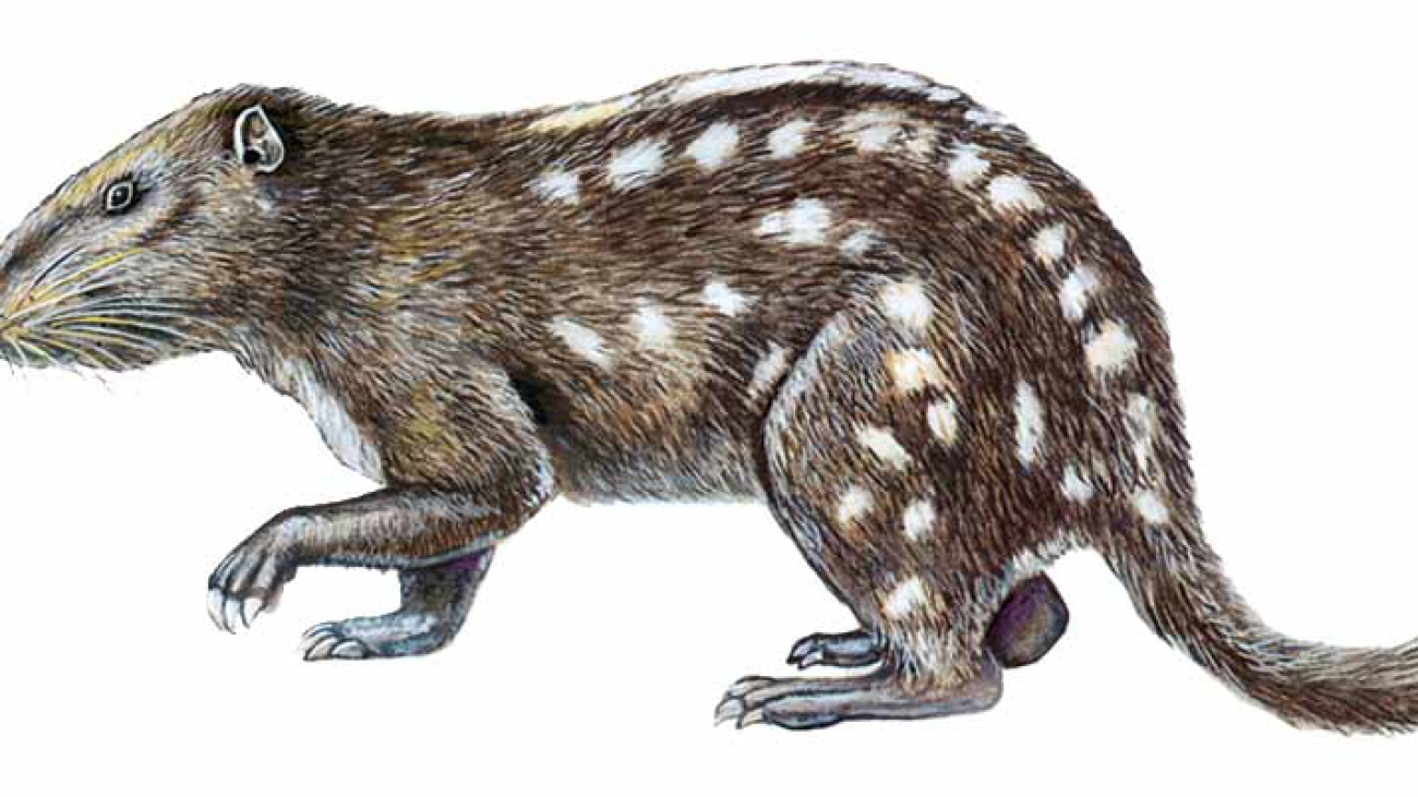 Dinomys branickii