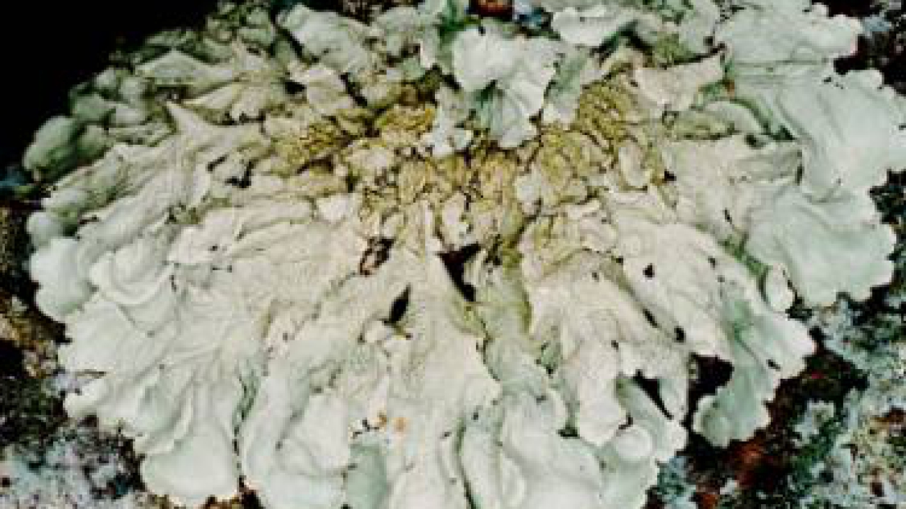 Ed Uebel~enwiki at the English-language Wikipedia