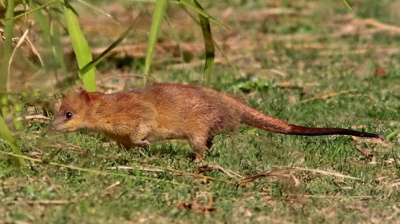_MG_6707-Comadreja-colorada