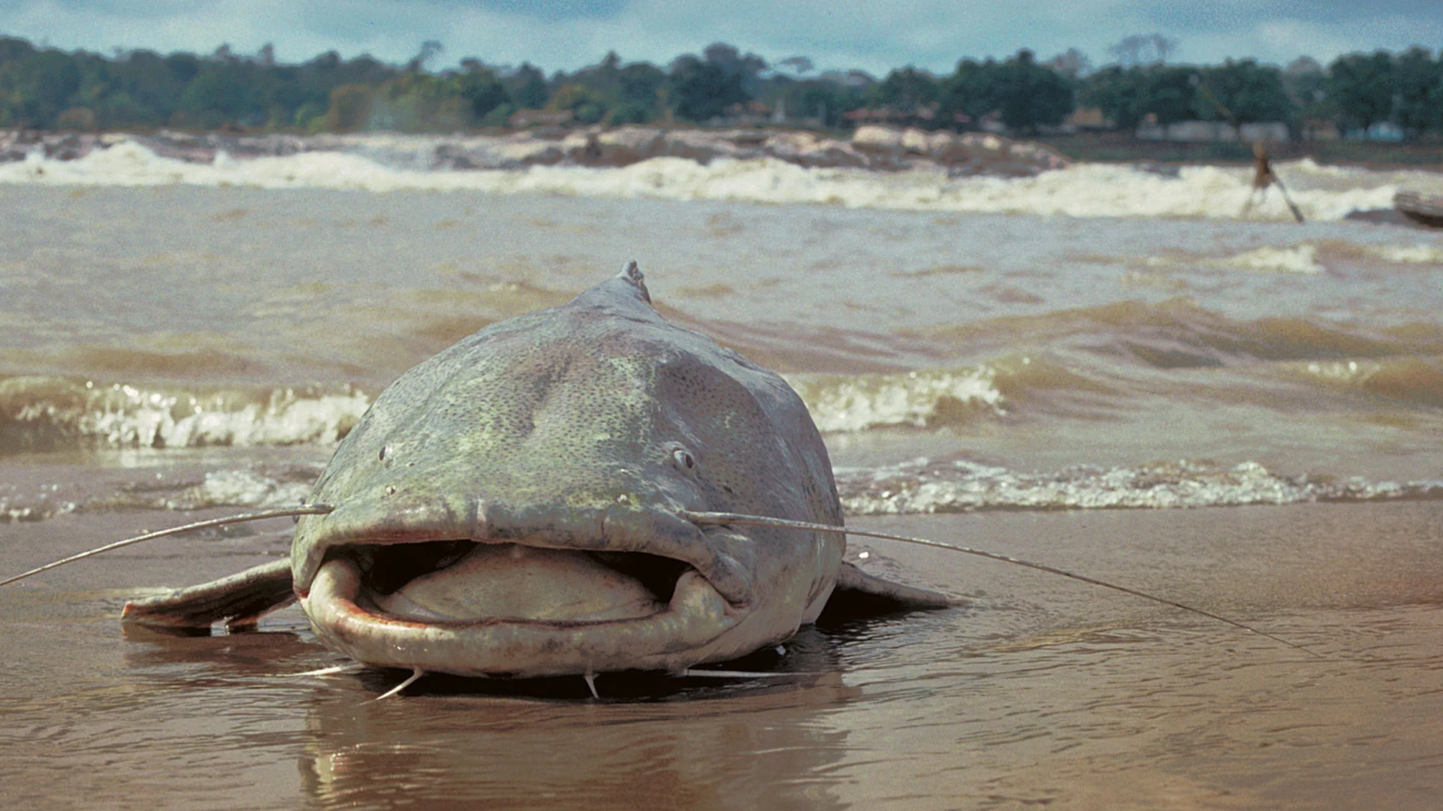 MichaelGoulding_03996-1001portada