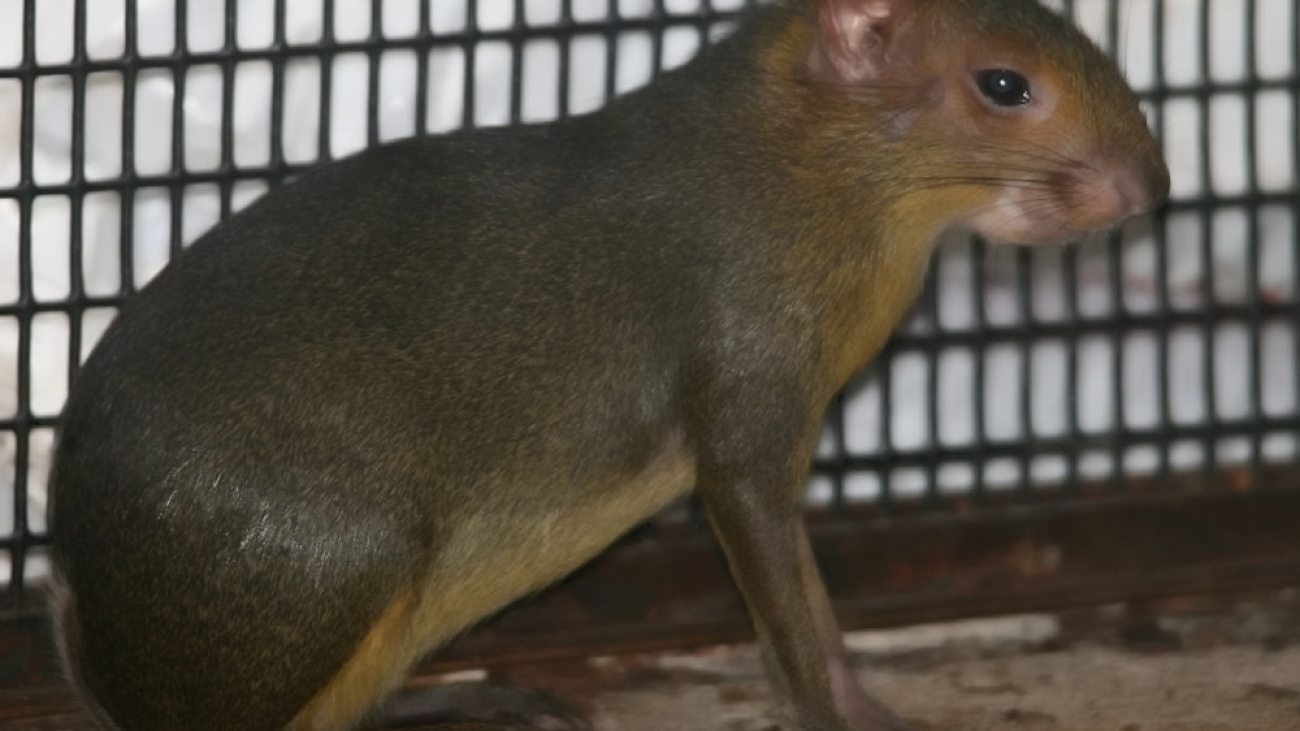 Myoprocta_acouchy_2zz