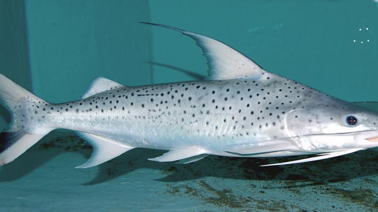 Platynematichthys_notatus