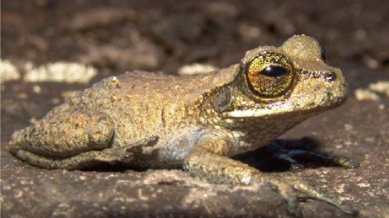 T. edelcae Cesar Barrio