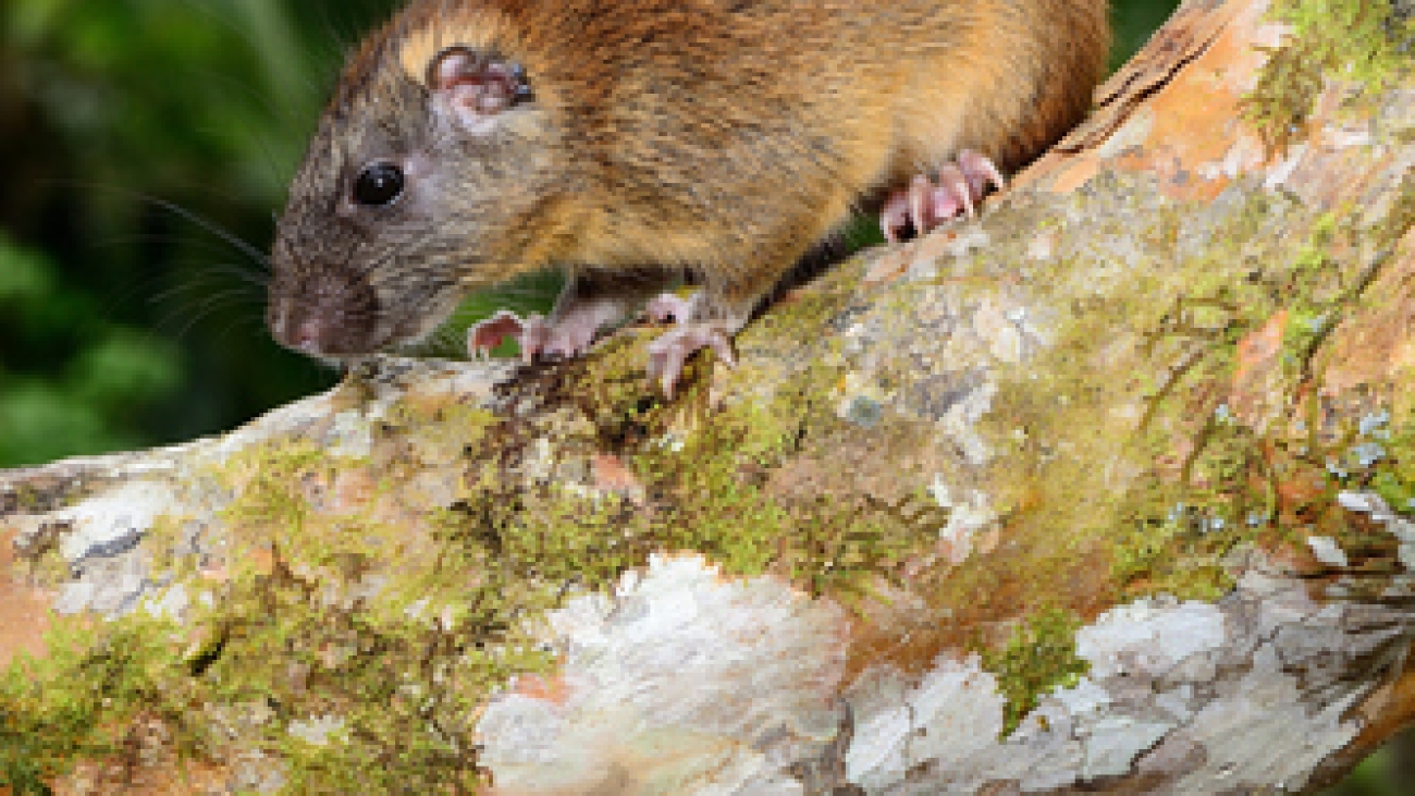 makalata didelphoides medium