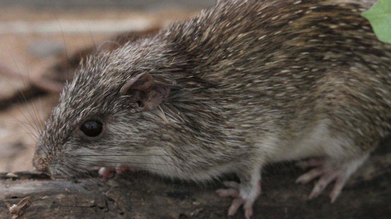 pattonomys semivillosuslarge