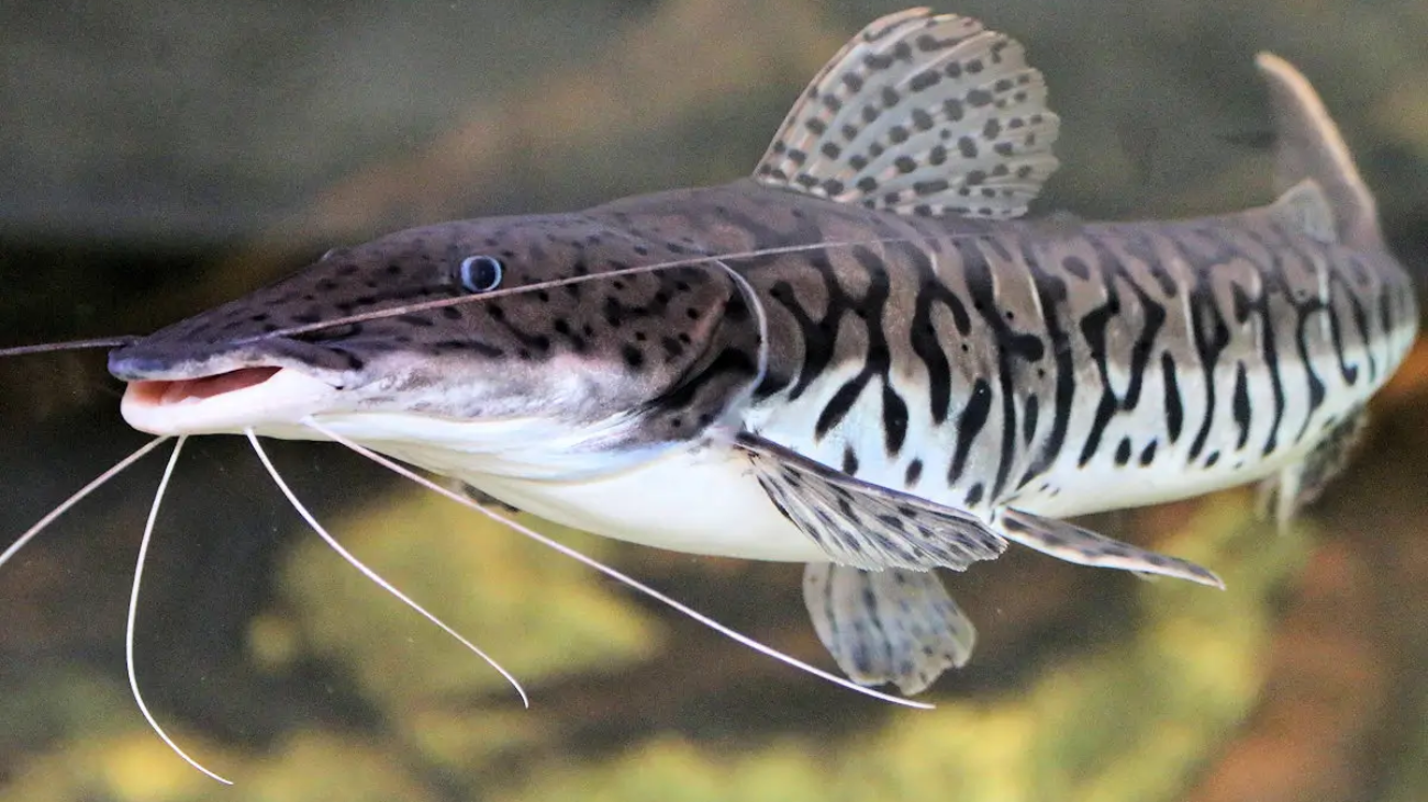 pseudoplatystoma-tigrinum-adulte