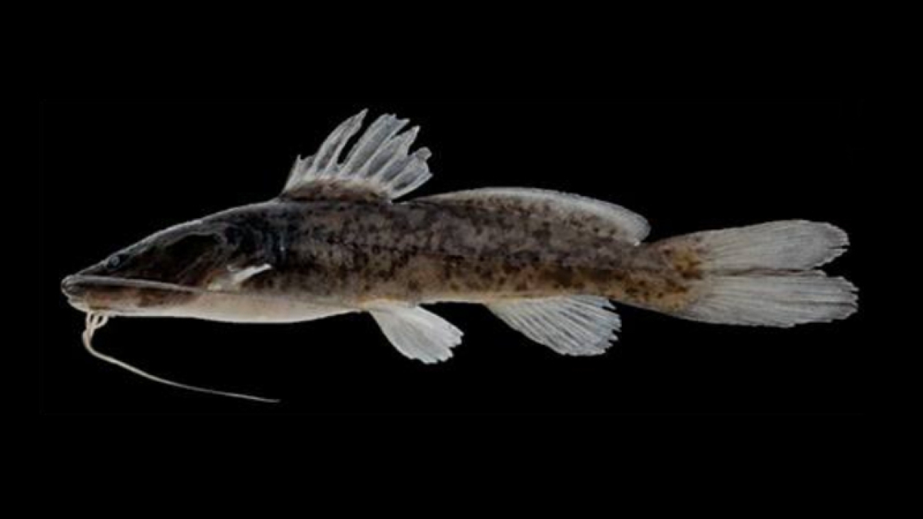 Fuente: Sudamerikafans