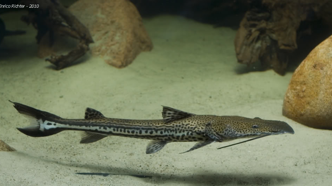 sorubimichtys_planiceps_01