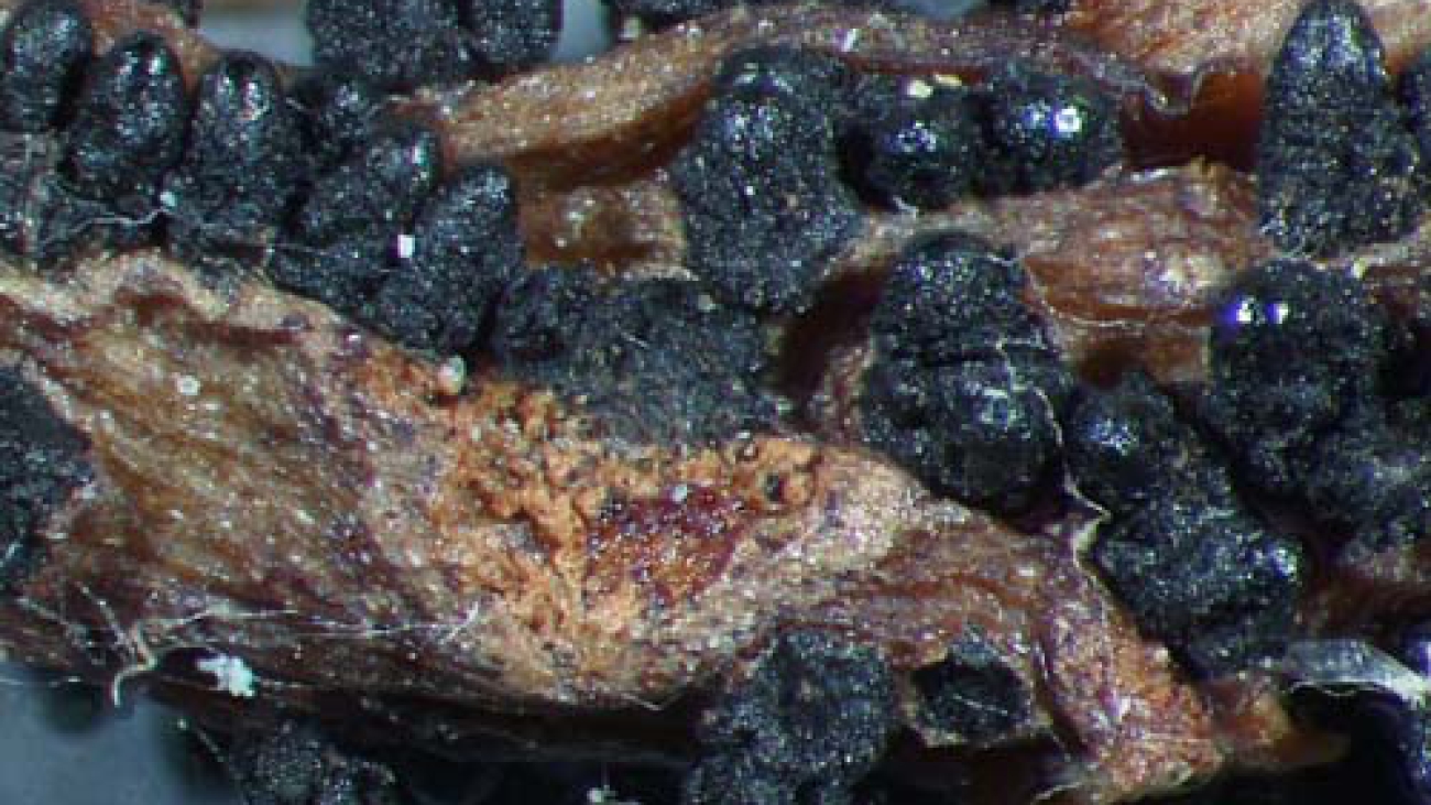 Iturriaga, T.; Minter, D.W. (2006). Hongos de Venezuela