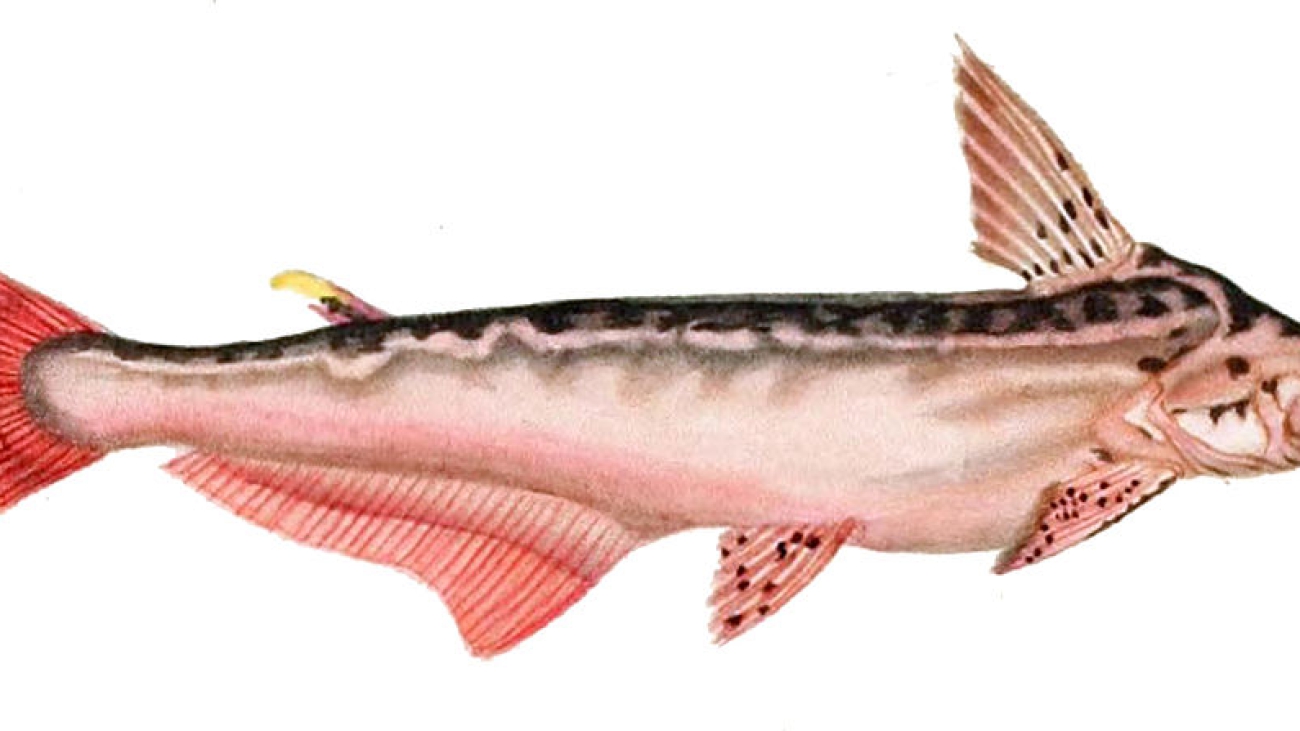 1200px-Ageneiosus_militaris_Orbigny