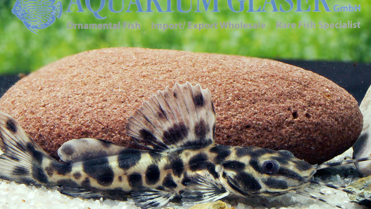 265201-leiarius-marmoratus2-1