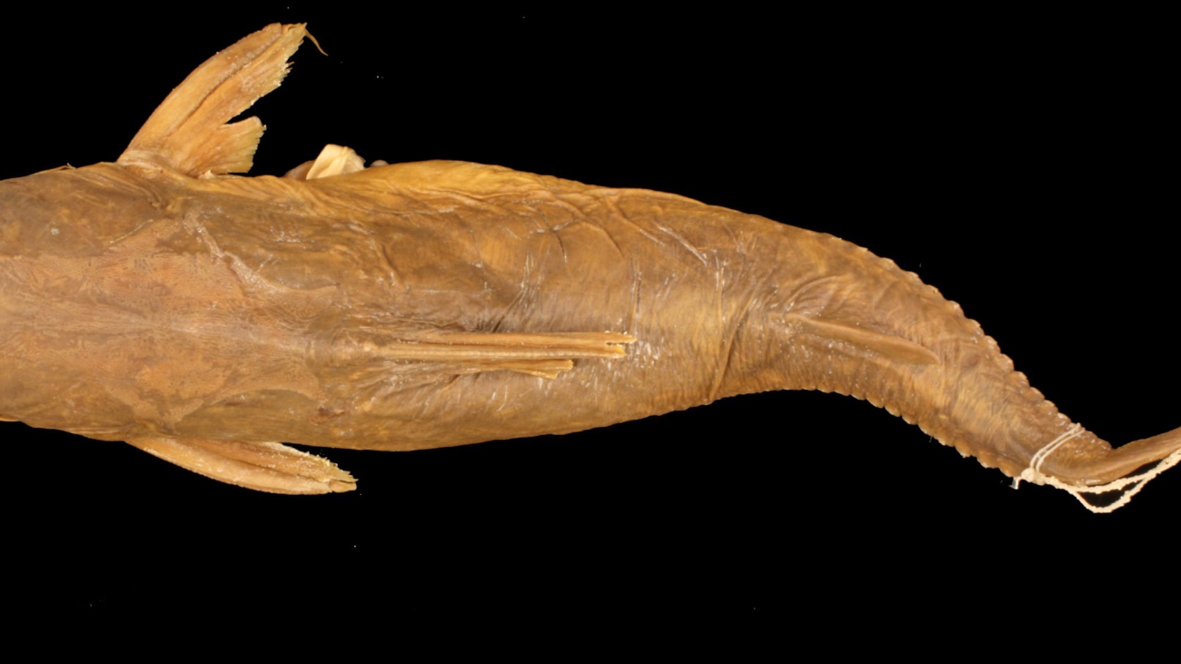 42031_Doraops_zuloagai_d_FZ