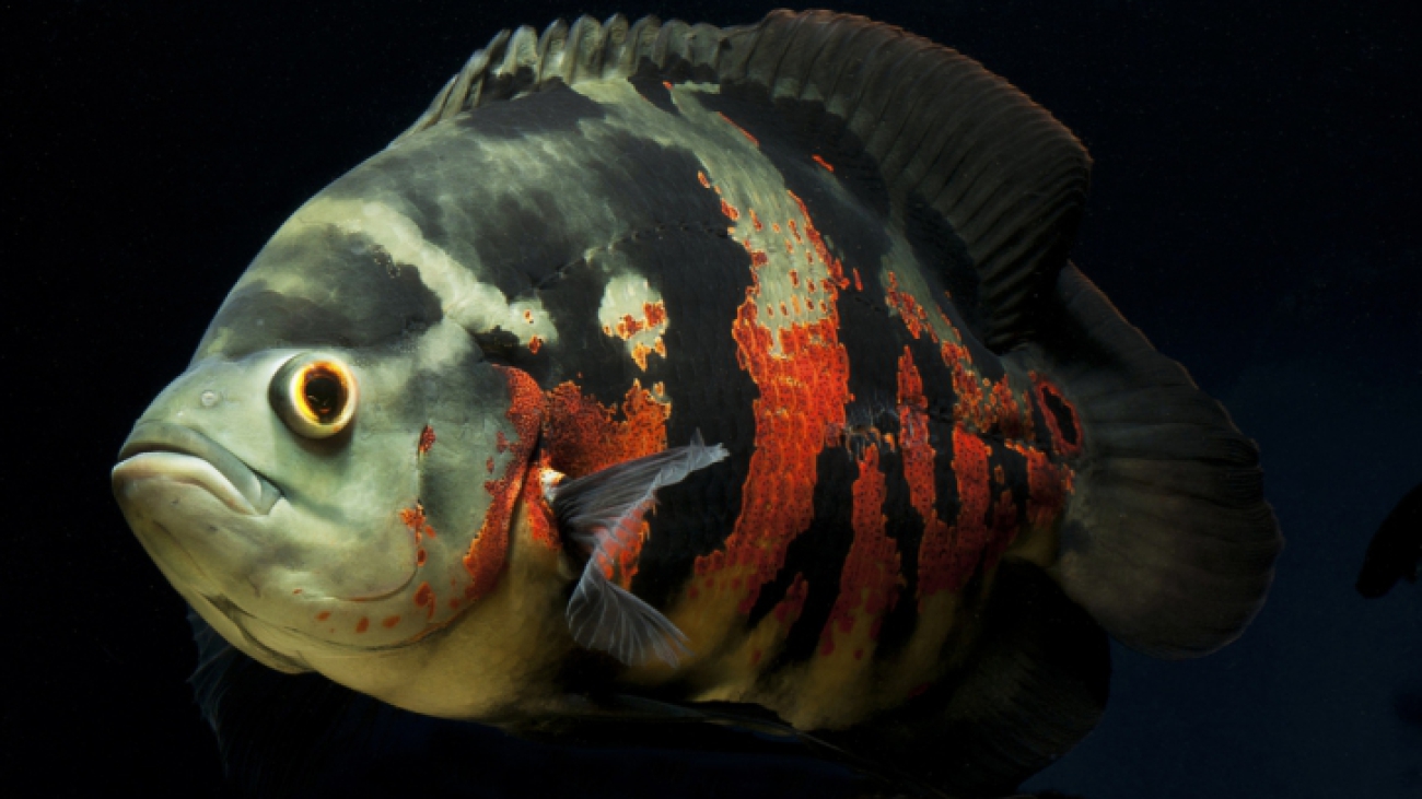 Astronotus_ocellatus_1-725x483