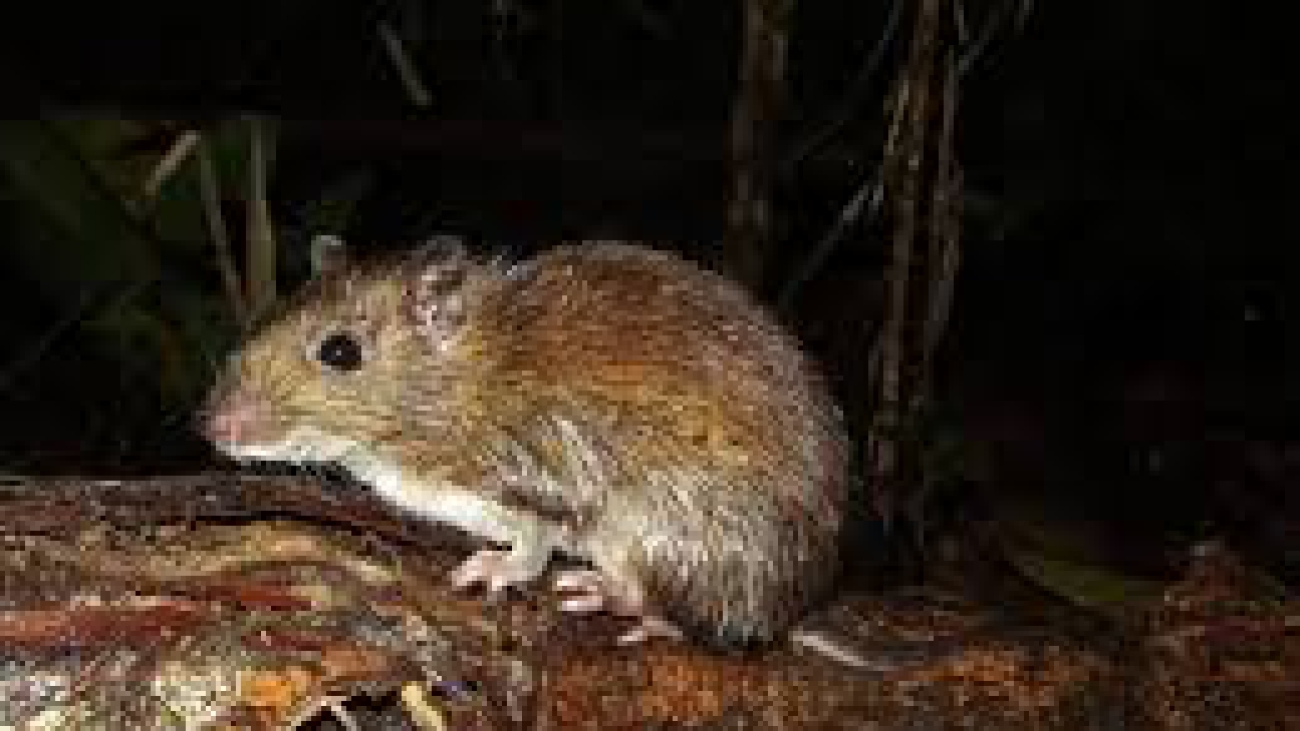 Género Proechimysimages