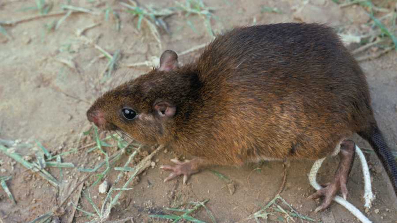 PROECHIMYS CUVIERI img_19306