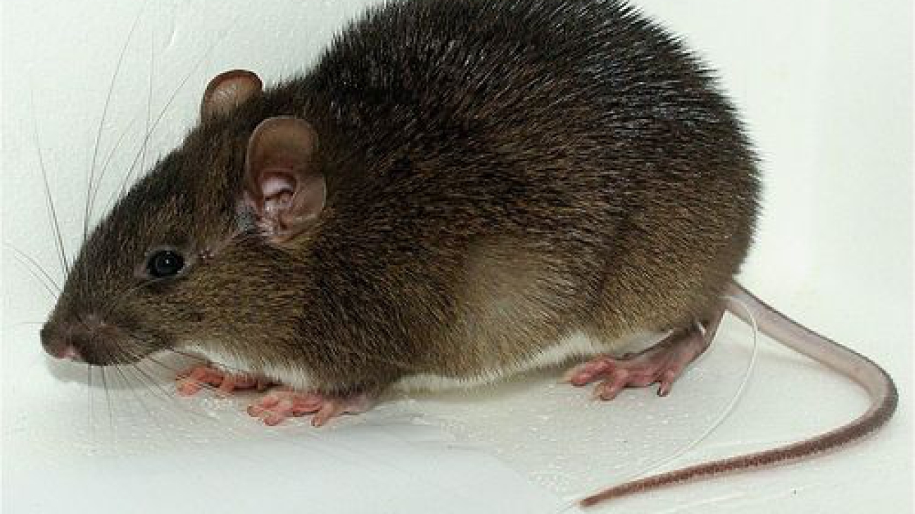 PROECHIMYS GUAIRAEmedium