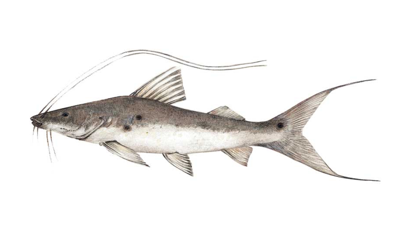 Platysilurus_malarmo_imagen_02