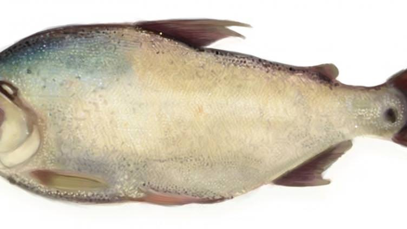 Potamorhina_laticeps_imagen_02