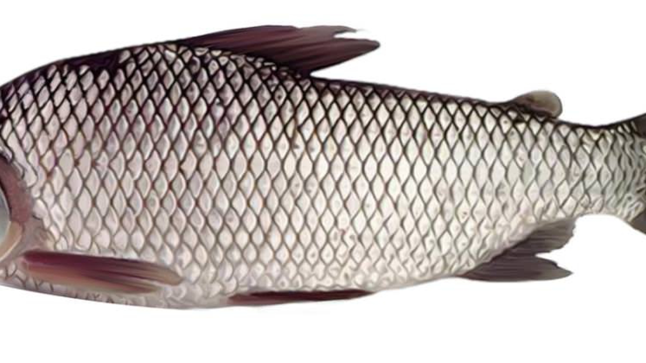 Prochilodus_reticulatus_imagen_02