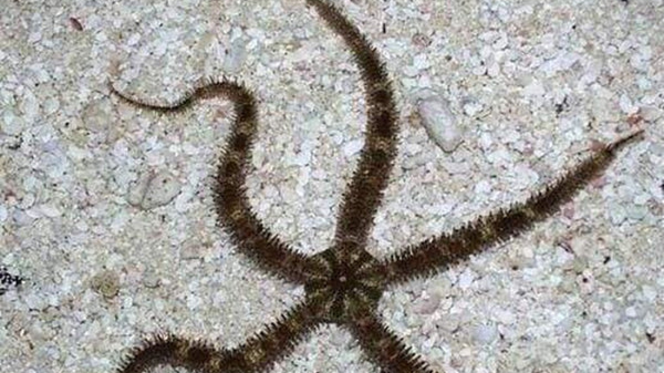 X5-Brittle-Star-Fish-Ophiocoma-Echinata-marine-fish-packages_grande