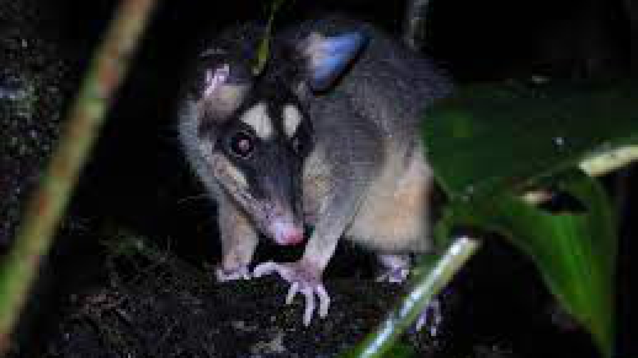 zarigúeya cuatro ojos