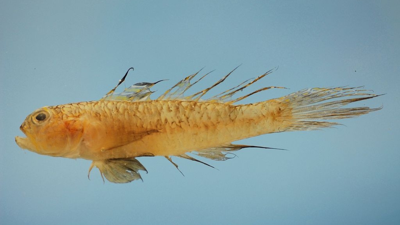 1024px-Ctenogobius_boleosoma
